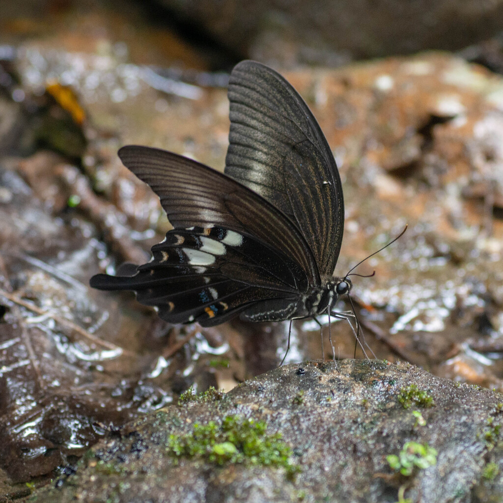 Fuscous Swallowtail