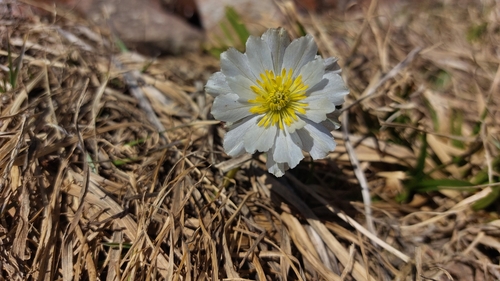 Lilac Globeflower (Trollius lilacinus)
