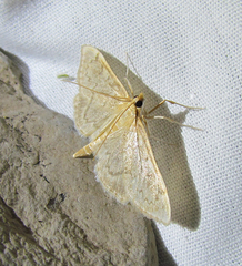 Ostrinia obumbratalis