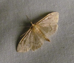 Ostrinia obumbratalis
