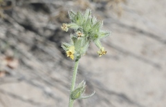 Oreocarya confertiflora