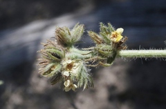 Oreocarya confertiflora