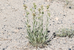 Oreocarya confertiflora