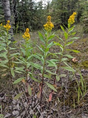 Solidago lepida salebrosa