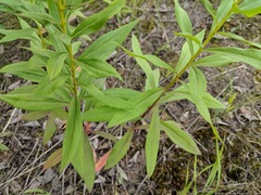 Solidago lepida salebrosa