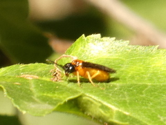 Monophadnus spinolae