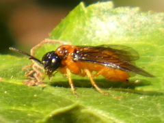 Monophadnus spinolae