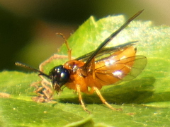 Monophadnus spinolae