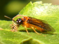 Monophadnus spinolae