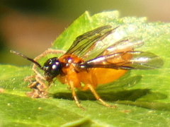 Monophadnus spinolae