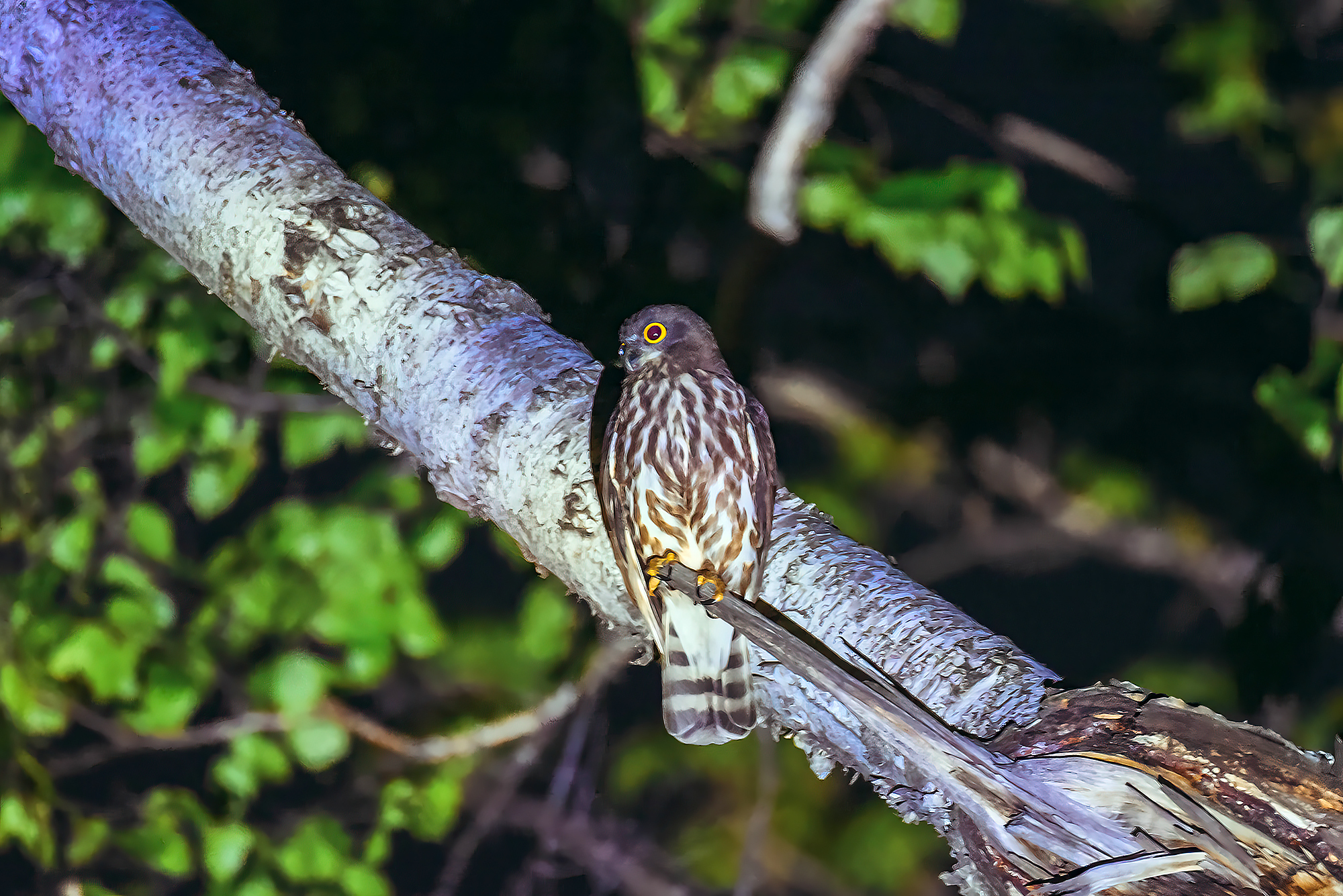 Northern Boobook (Ninox japonica), photo 8