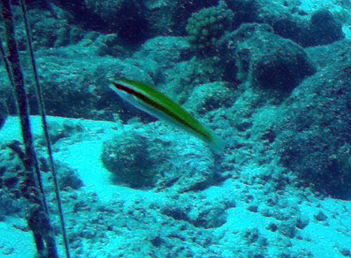 Photo of Rainbow wrasse (Halichoeres pictus)