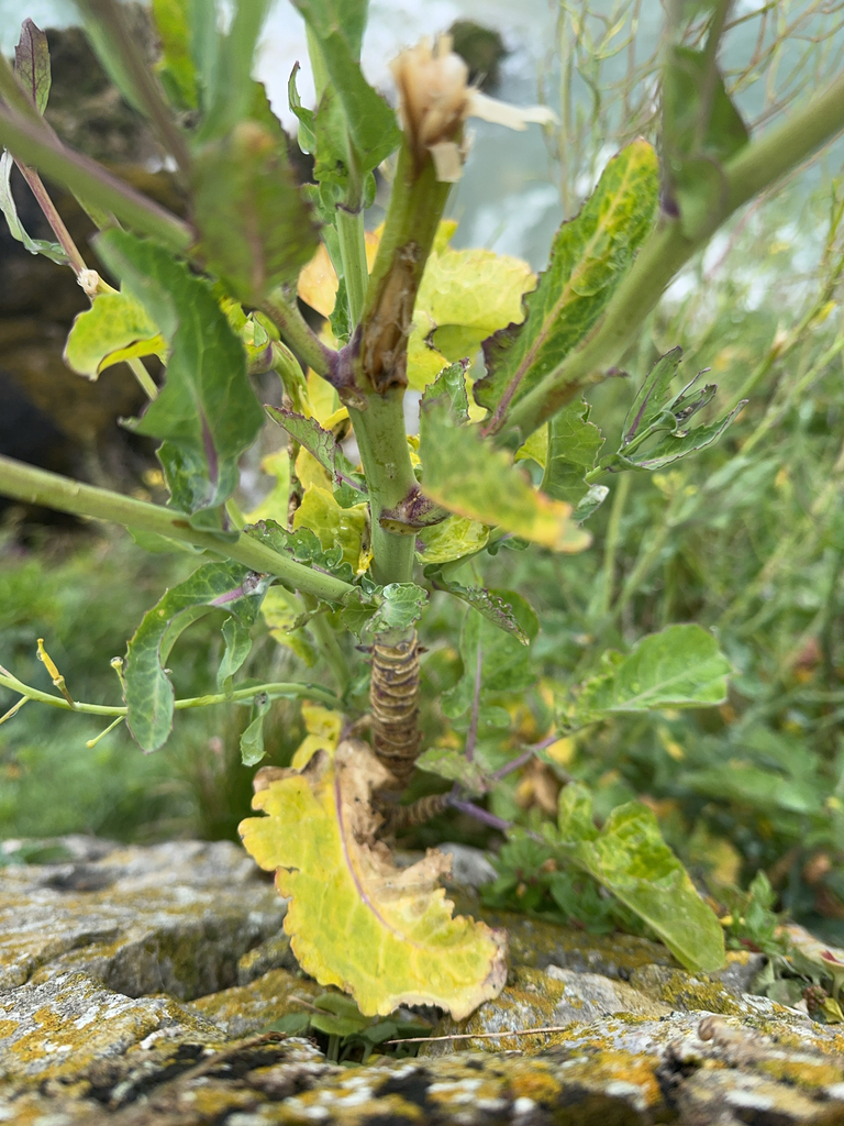 Brassica oleracea