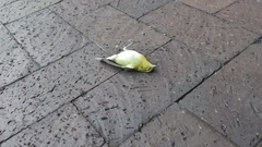 Leiothlypis peregrina