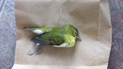 Leiothlypis peregrina