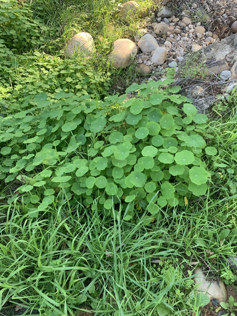 Tropaeolum majus