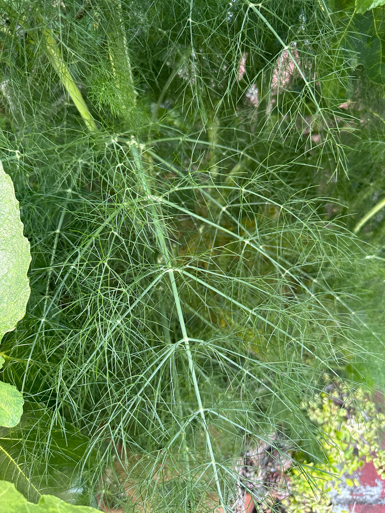 Foeniculum vulgare