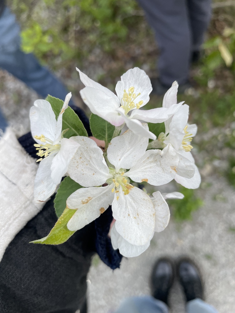 Malus domestica