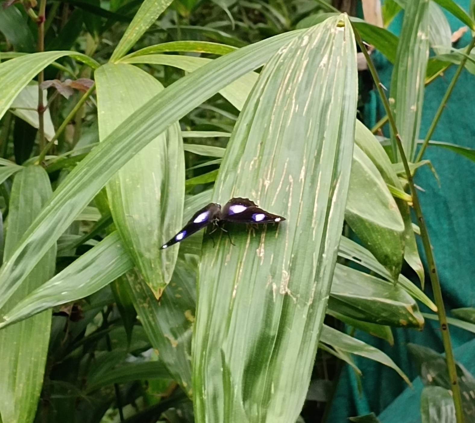 Great Eggfly