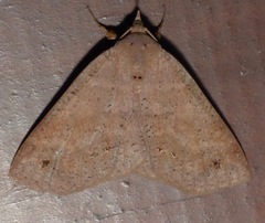 Ophyx ochroptera