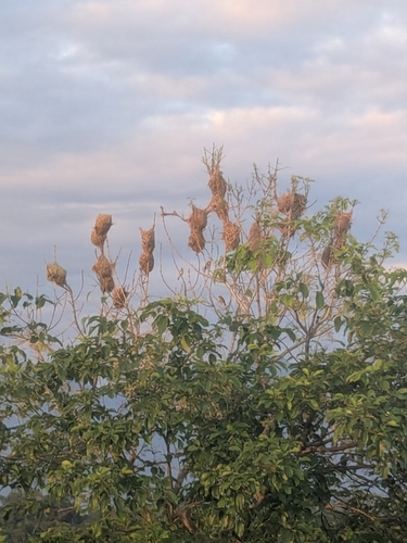 Finn's Weaver (Ploceus megarhynchus)