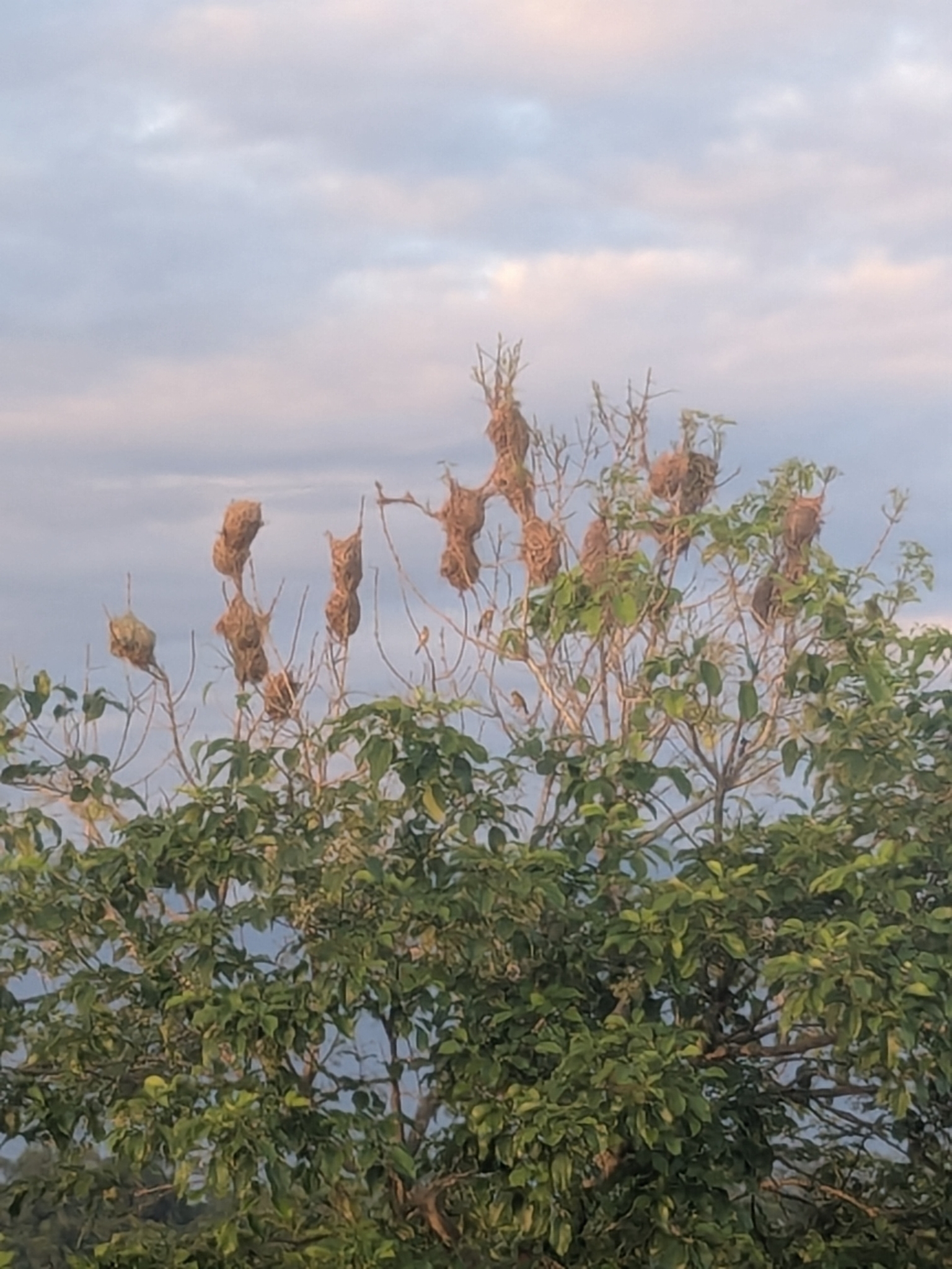 Finn's Weaver (Ploceus megarhynchus), photo 1