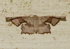 Cathetus euthysticha