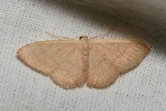 Idaea uniformis
