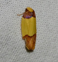 Heterallactis euchrysa