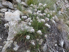 Allium denudatum