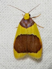 Heterallactis stenochrysa