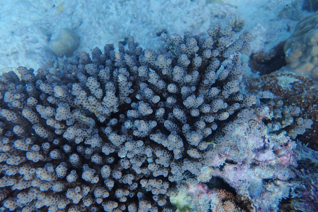 Acropora sarmentosa