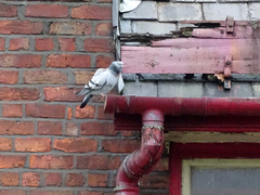 Columba livia domestica