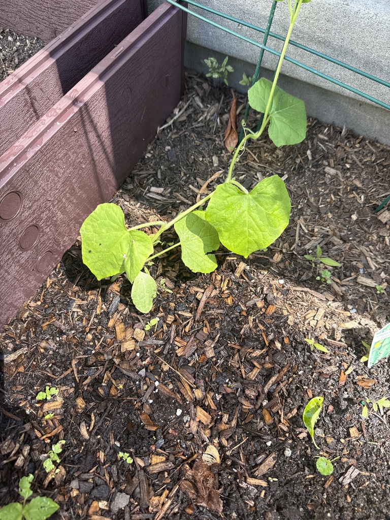 Cucumis sativus