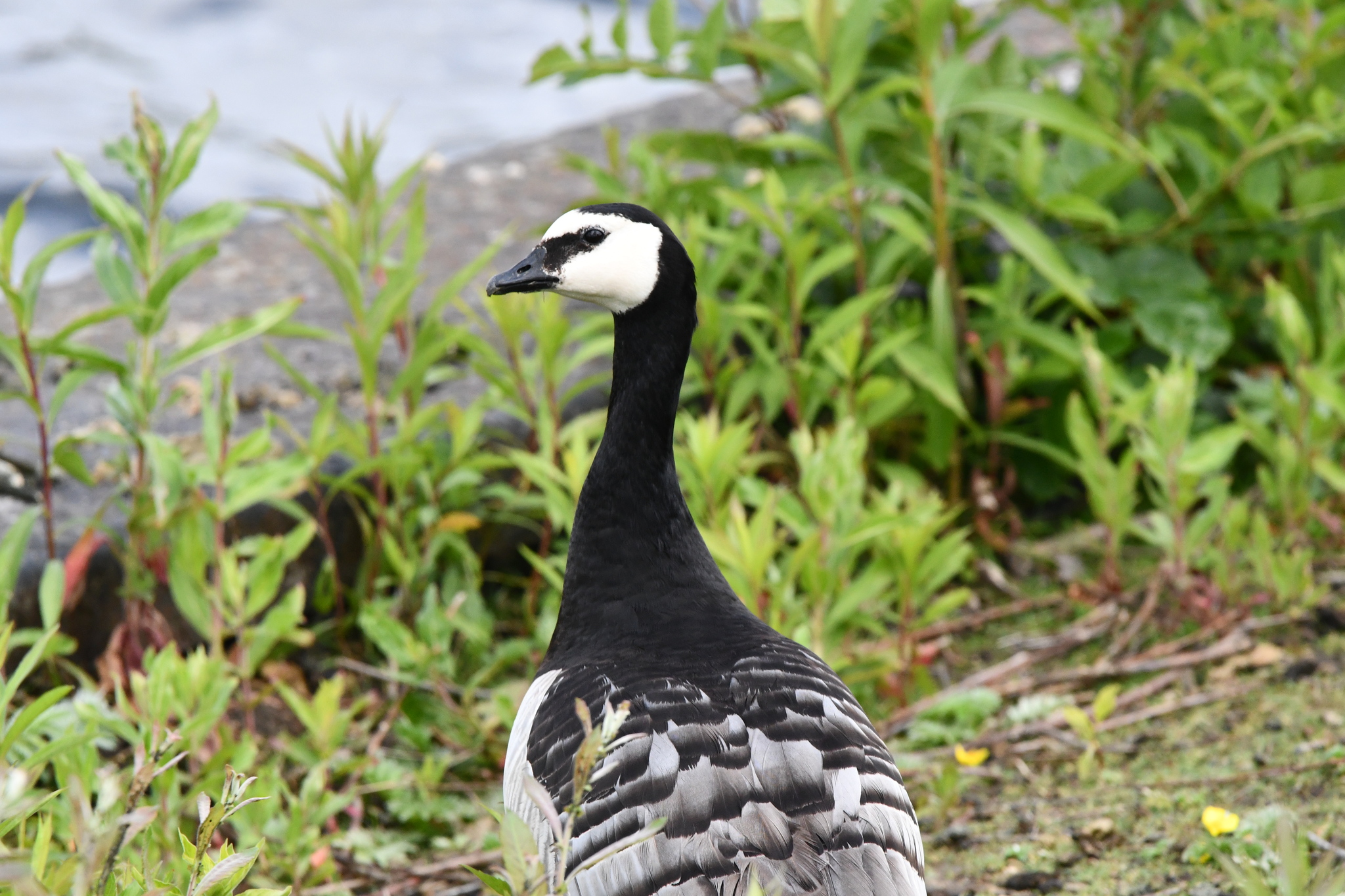 Barnacle Goose