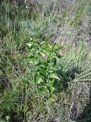 Vincetoxicum funebre