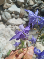 Aquilegia bernardii