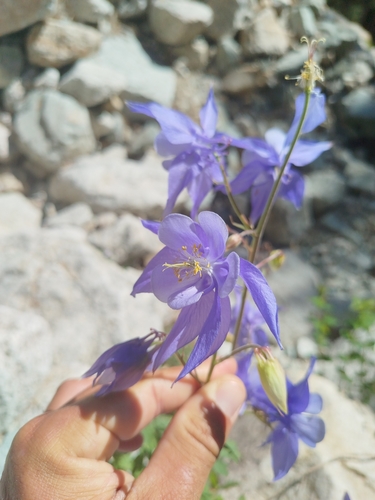 Aquilegia bernardii, photograph 2