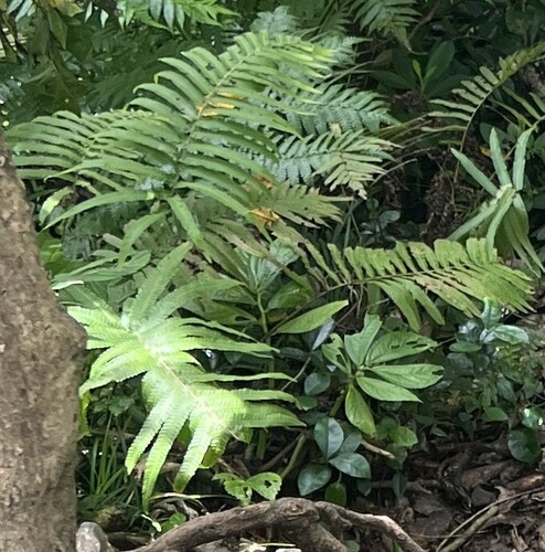 Sphaerostephanos productus observed 2025-05-18
