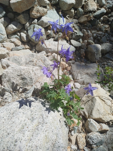 Aquilegia bernardii, photograph 3