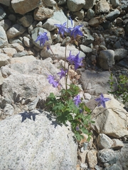 Aquilegia bernardii, photograph (c) Ben Costamagna, some rights reserved (CC BY)