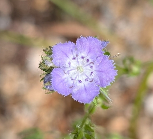 Brand's phacelia (Phacelia gilioides)