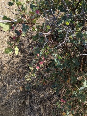 Andricus crystallinus