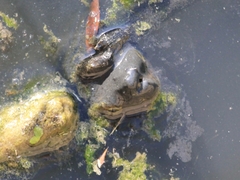 Mauremys leprosa leprosa