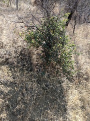 Andricus crystallinus