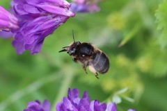Anthophora retusa