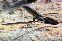 Pedioplanis lineoocellata