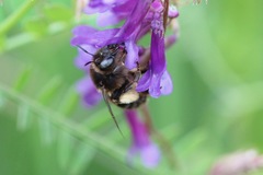 Anthophora retusa