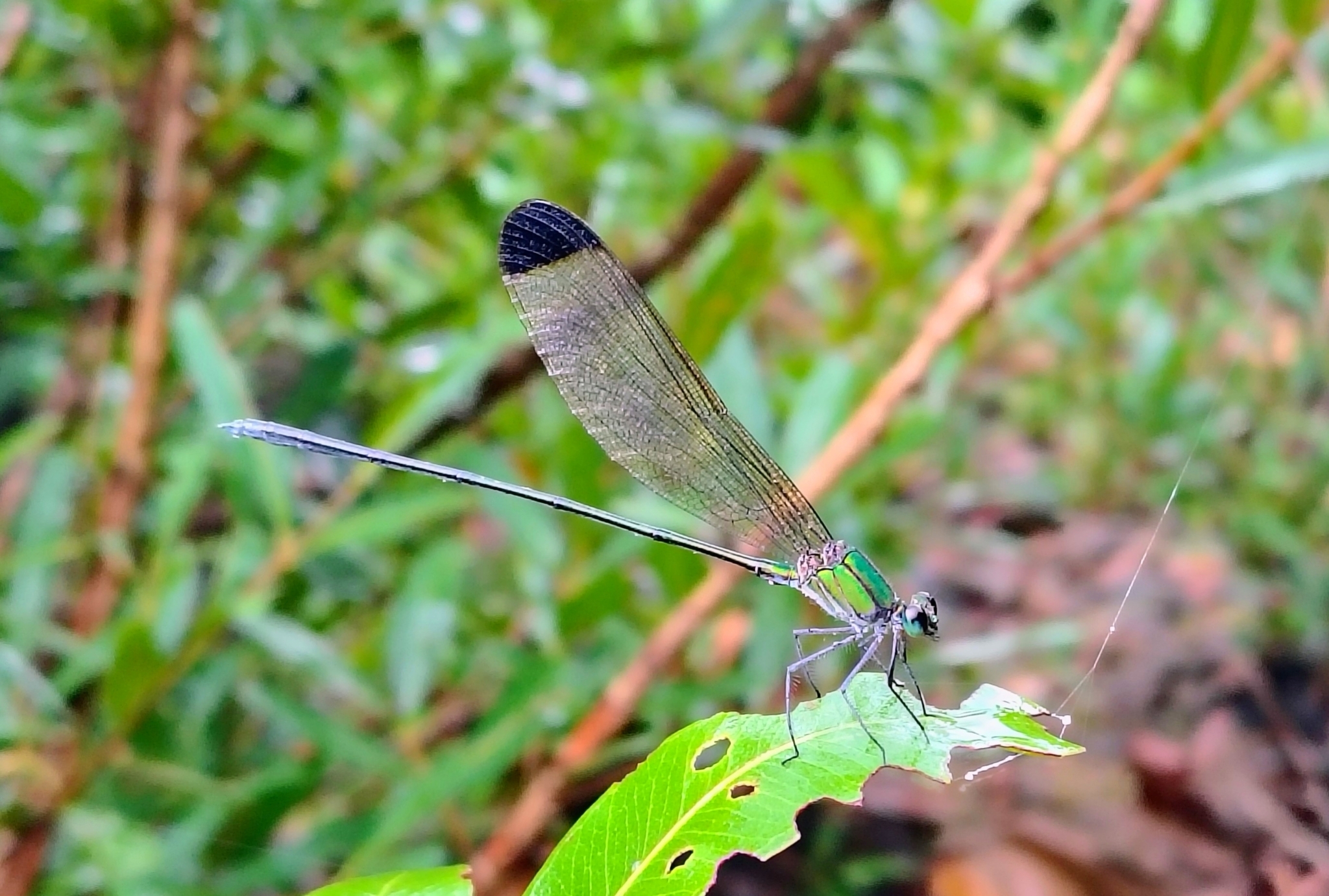 Black-Tip Flashwing