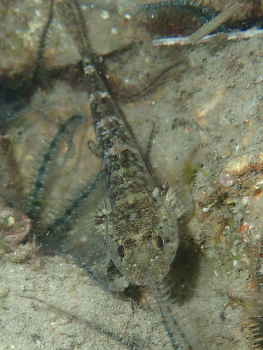 Rock goby (Gobius paganellus) — Gobiidae — 2